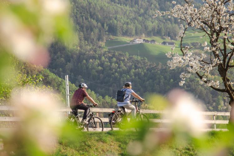 Frühling, Fahrrad, Blüte, Naturns